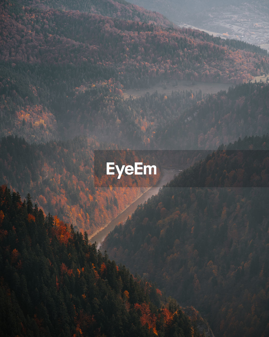 High angle view of trees on mountain