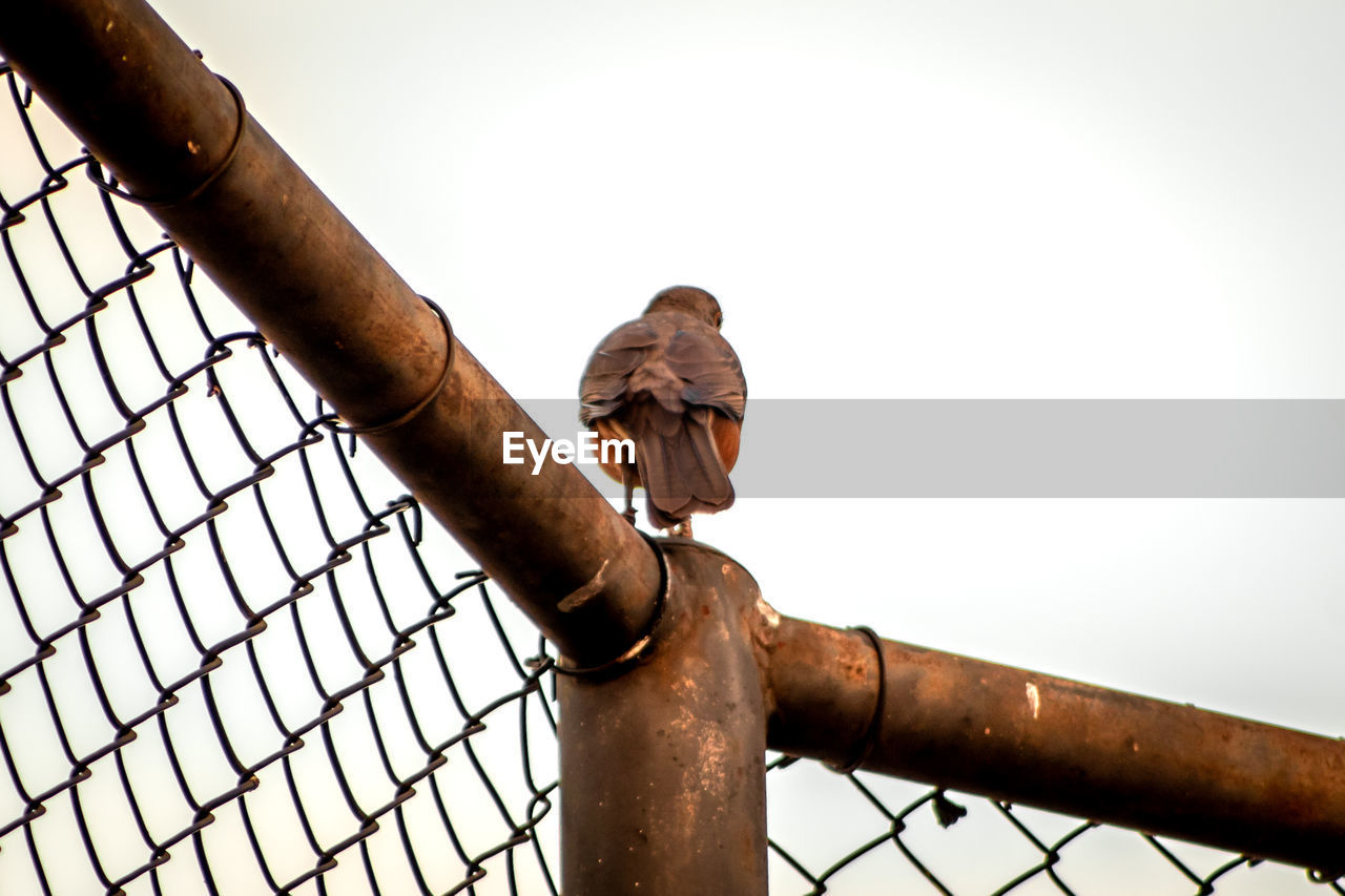 LOW ANGLE VIEW OF MAN LOOKING THROUGH CHAINLINK FENCE AGAINST SKY