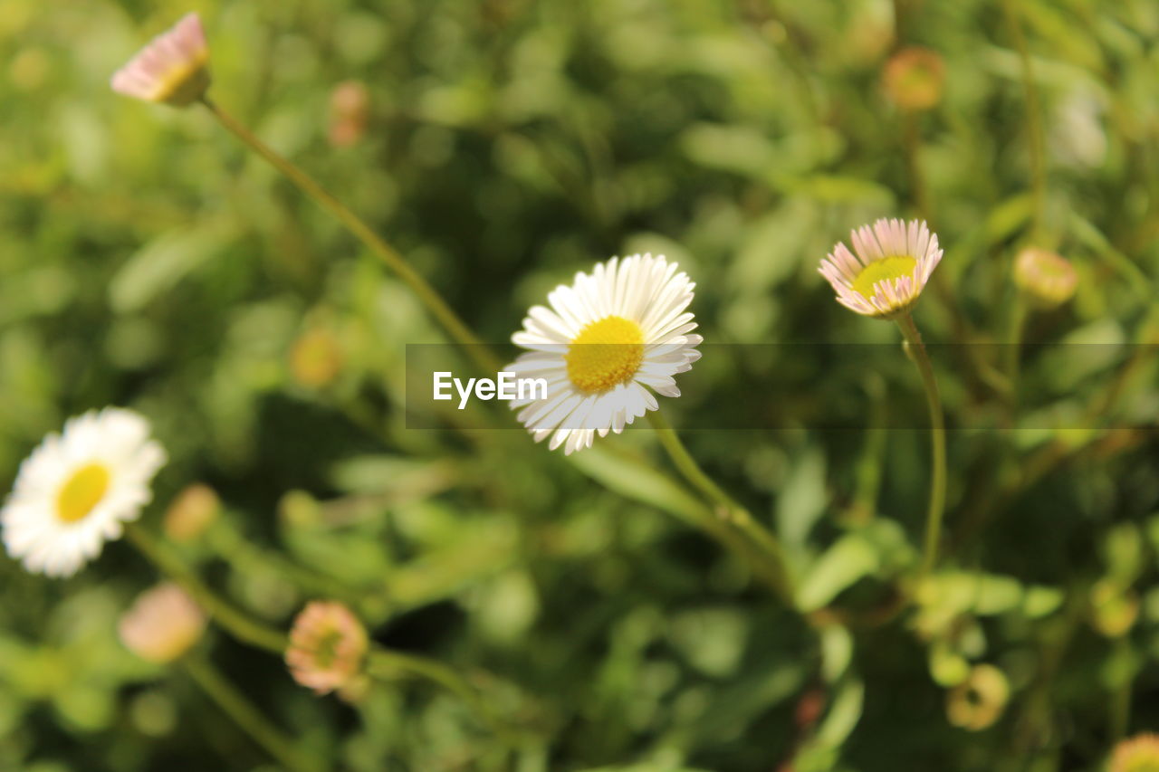 CLOSE-UP OF WHITE DAISY FLOWER