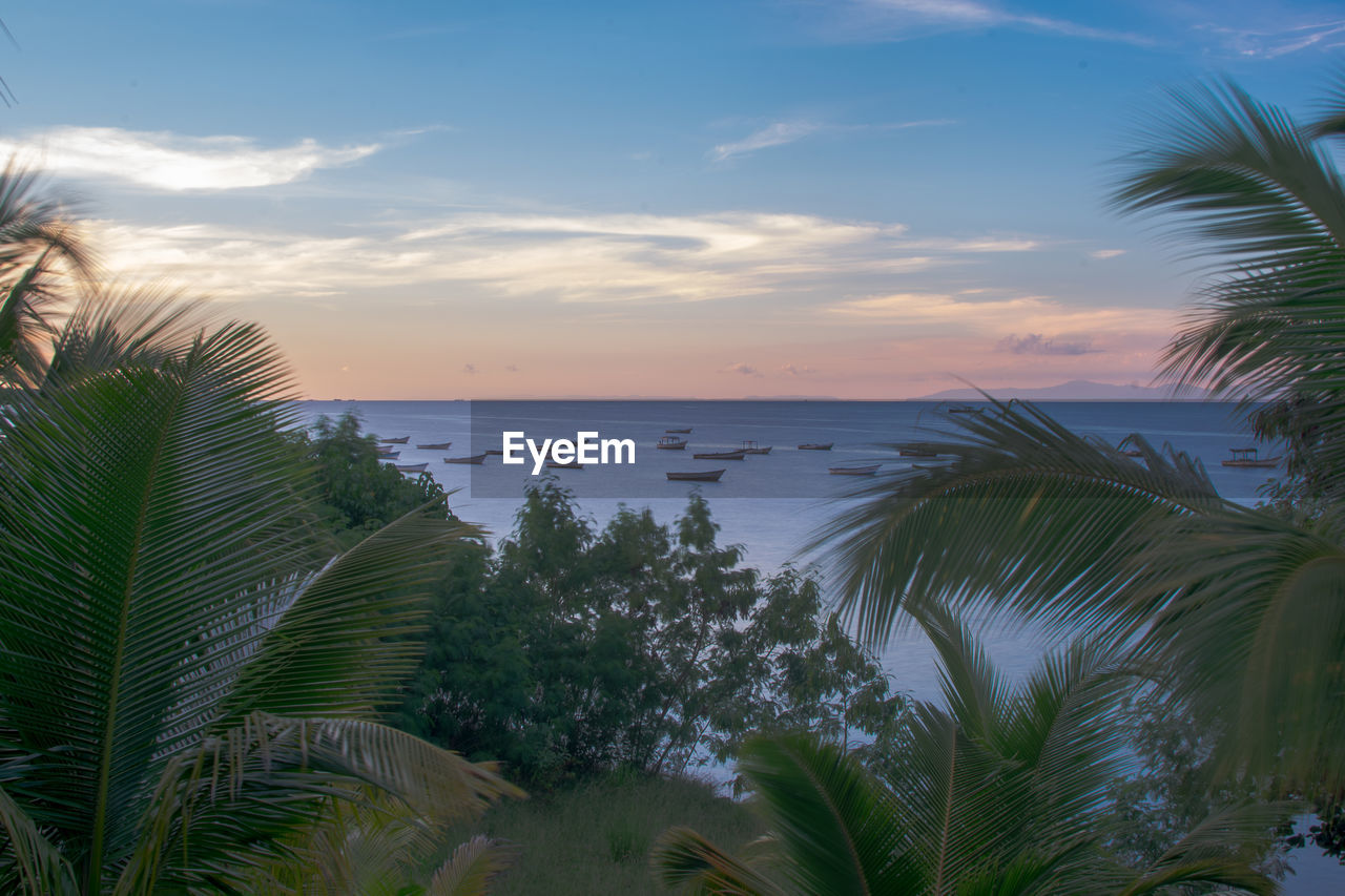 PALM TREES ON BEACH AGAINST SKY