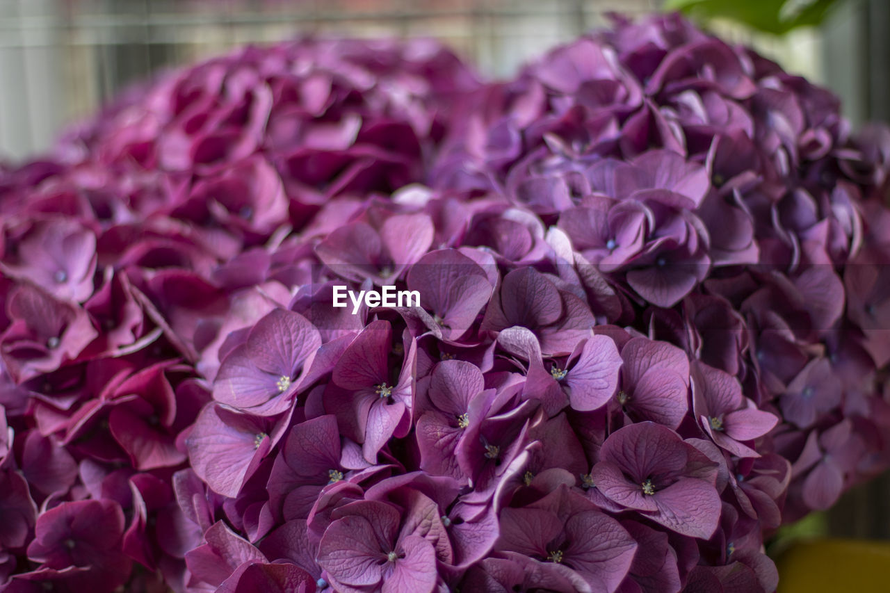 CLOSE-UP OF PINK ROSES ON PURPLE FLOWERING PLANT