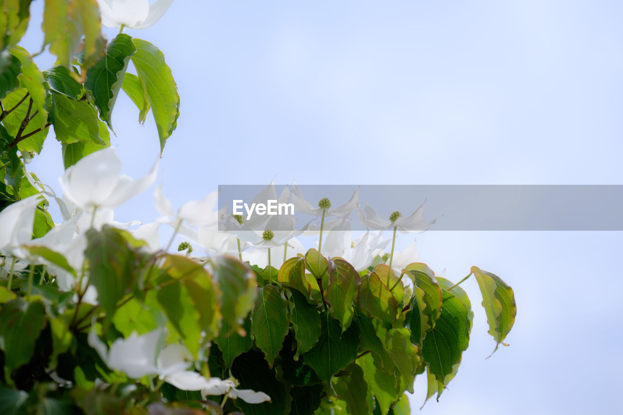 LOW ANGLE VIEW OF PLANTS