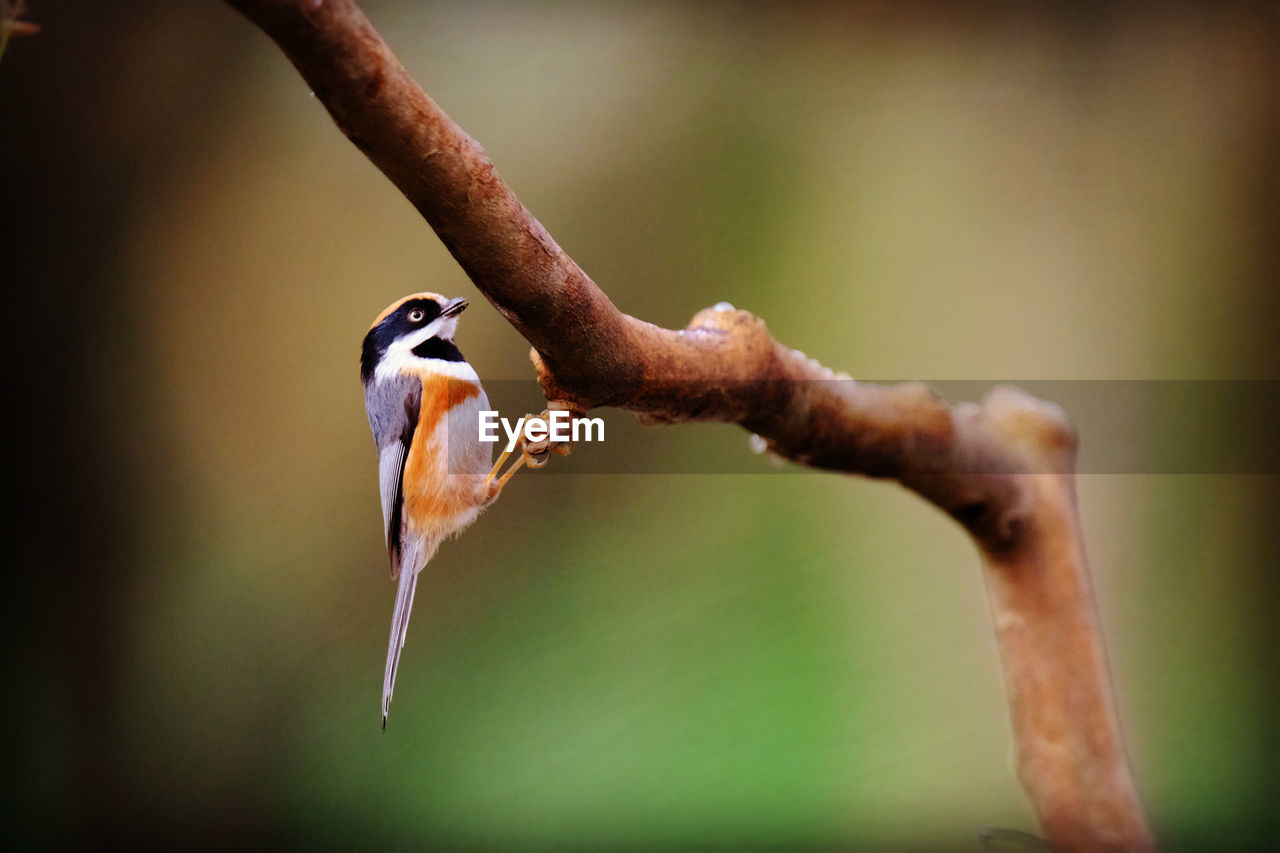 Close-up of bird perching on branch