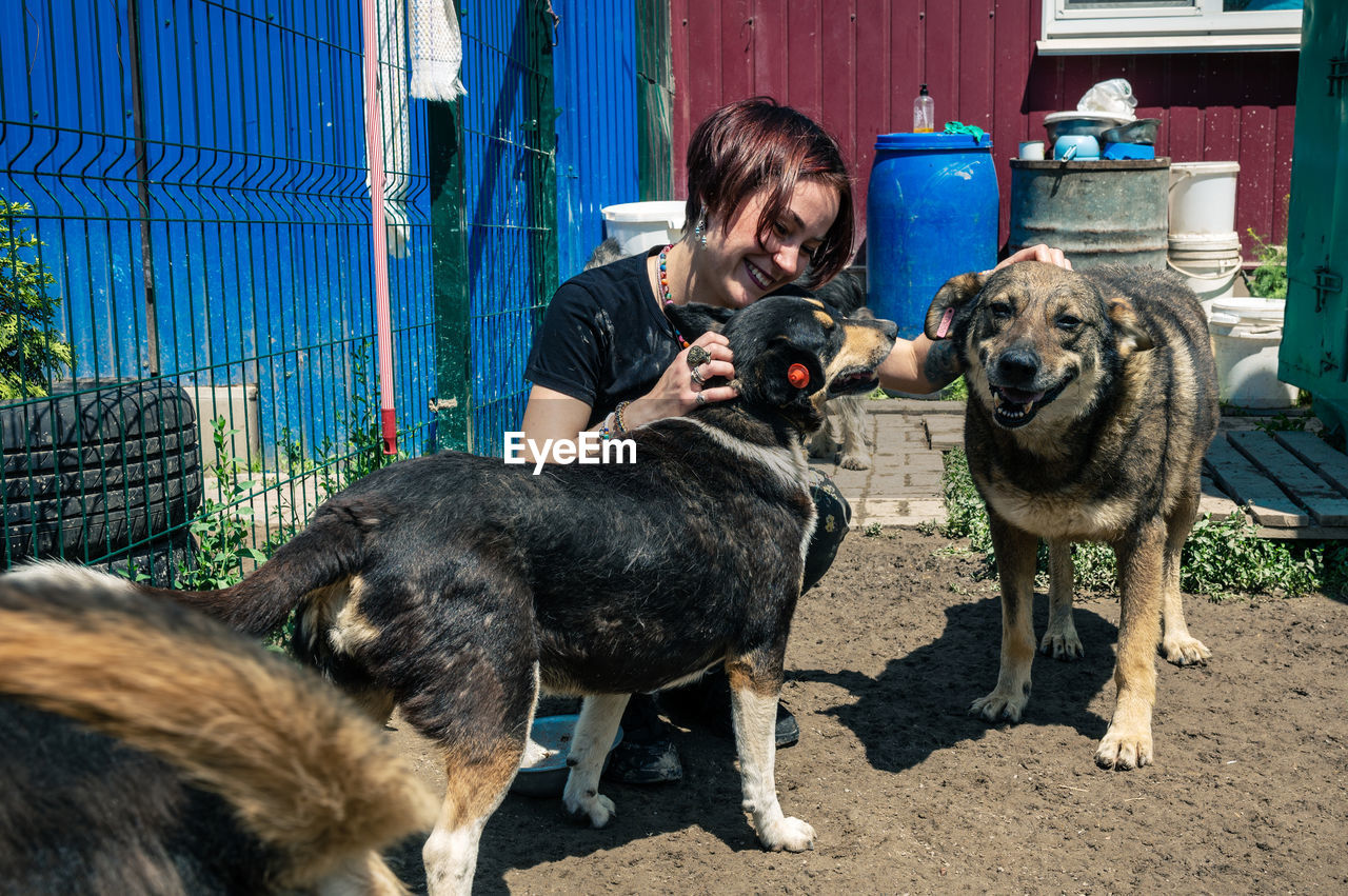 Dog at the shelter. animal shelter volunteer takes care of dogs. 