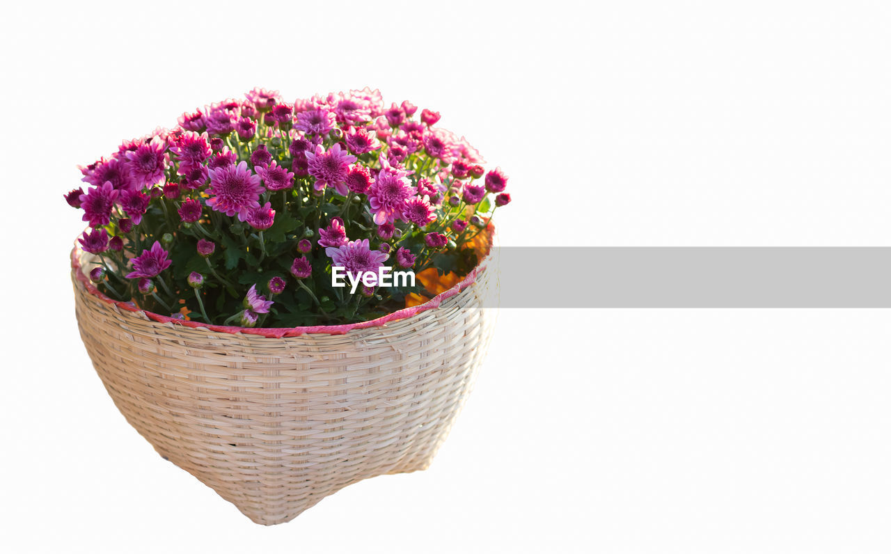 CLOSE-UP OF PINK FLOWER POT