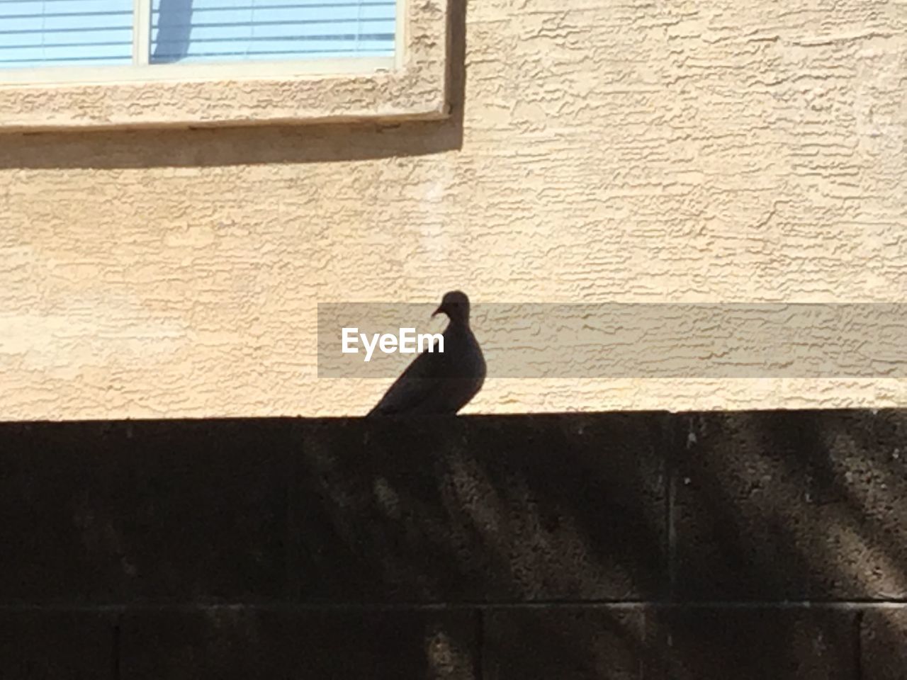 BIRD PERCHING ON RETAINING WALL AGAINST BRICK SHADOW