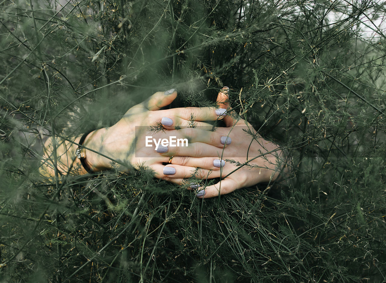 Cropped hands holding plants