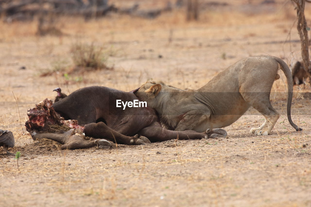 Lion feeding on prey