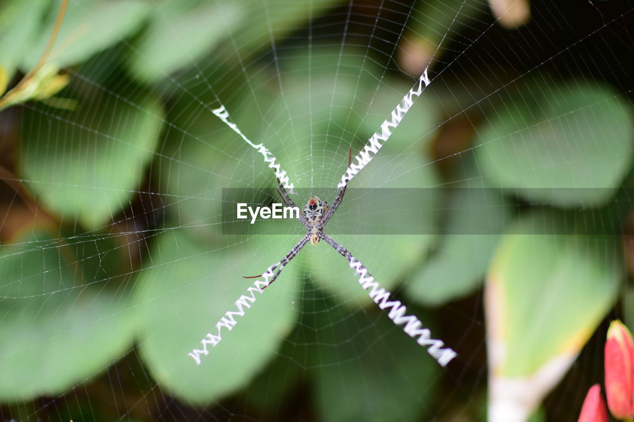 CLOSE-UP OF SPIDER WEB IN A GREEN