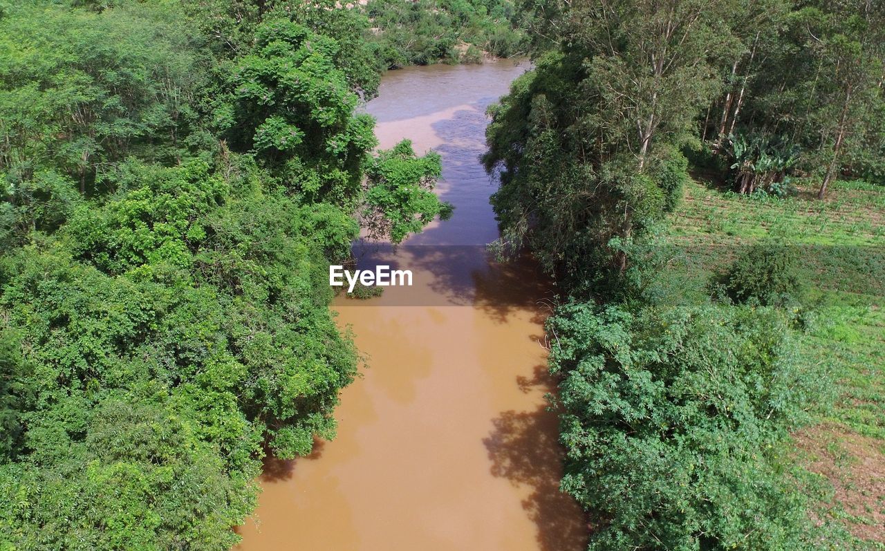 HIGH ANGLE VIEW OF TREES BY PLANTS IN FOREST