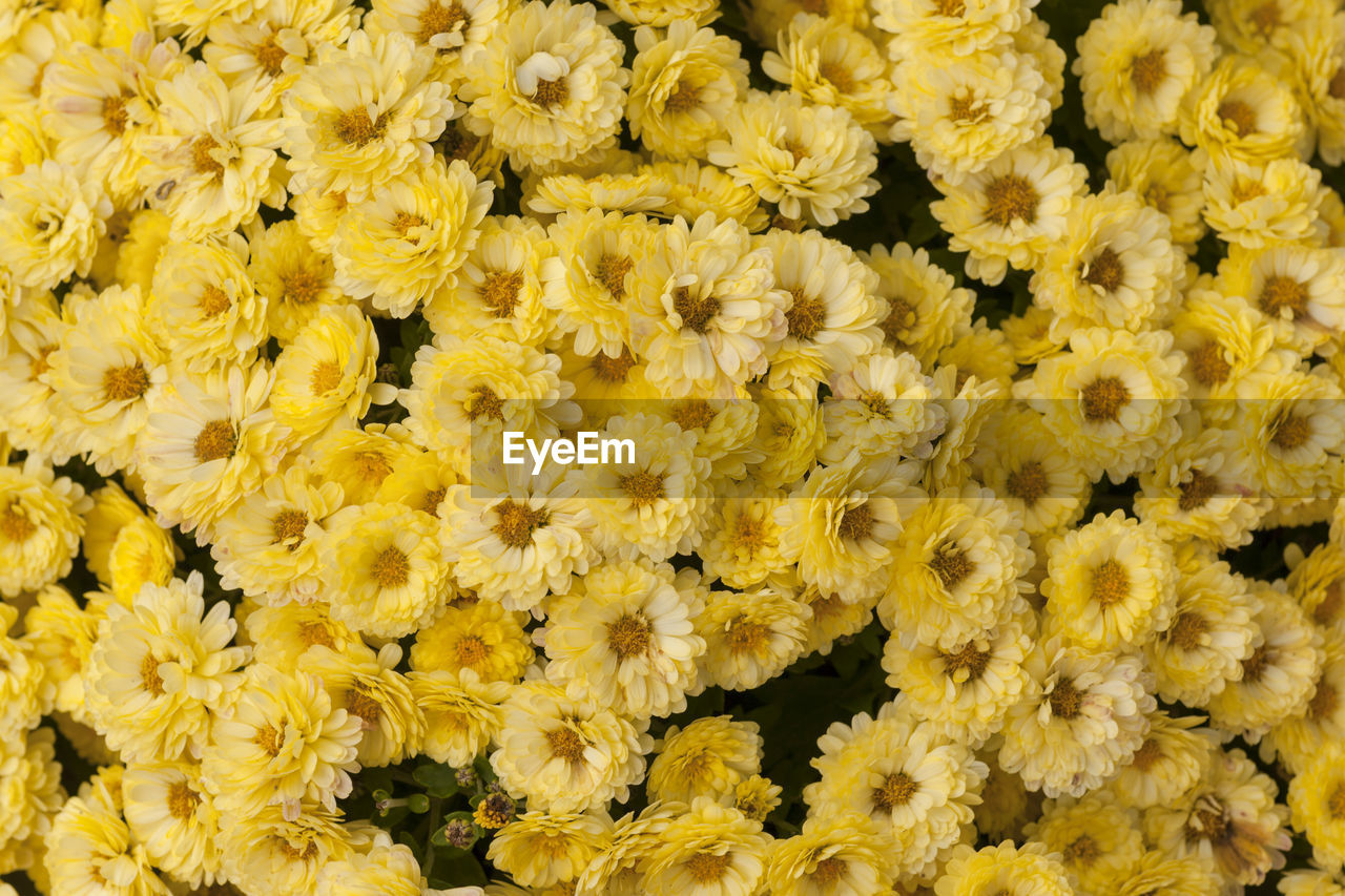 FULL FRAME SHOT OF YELLOW FLOWERS