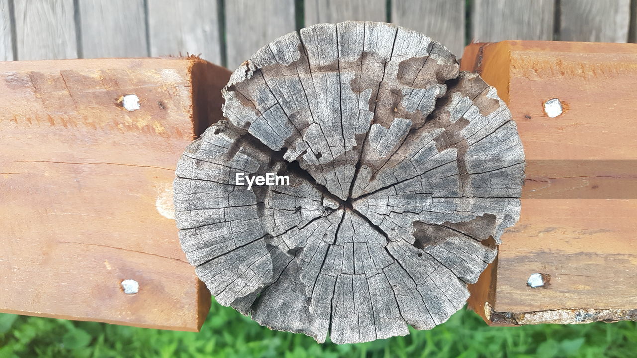 CLOSE-UP OF TREE STUMP BY LOG