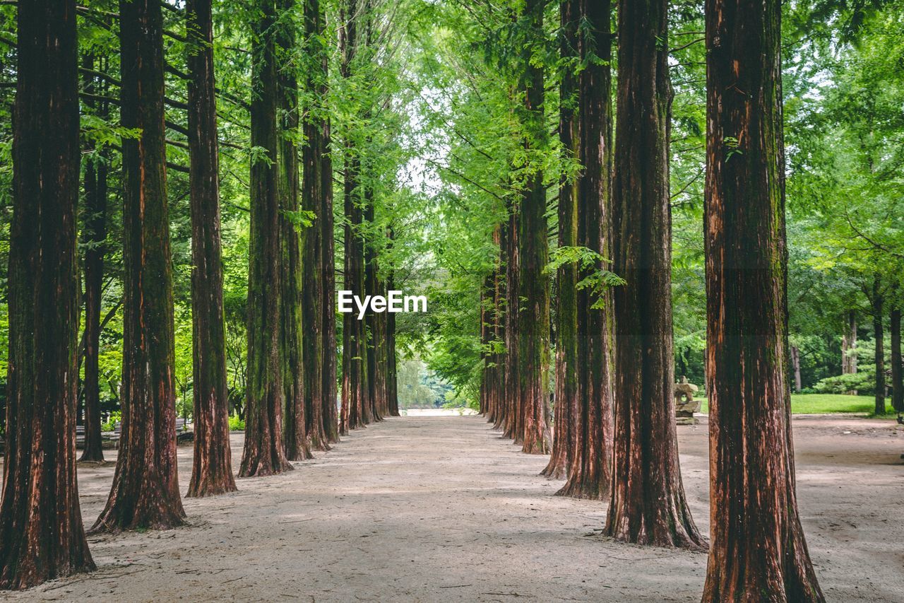 View of bamboo trees in the forest