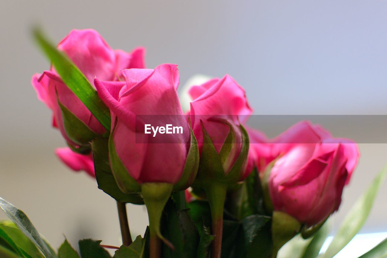 CLOSE-UP OF PINK FLOWERS BLOOMING