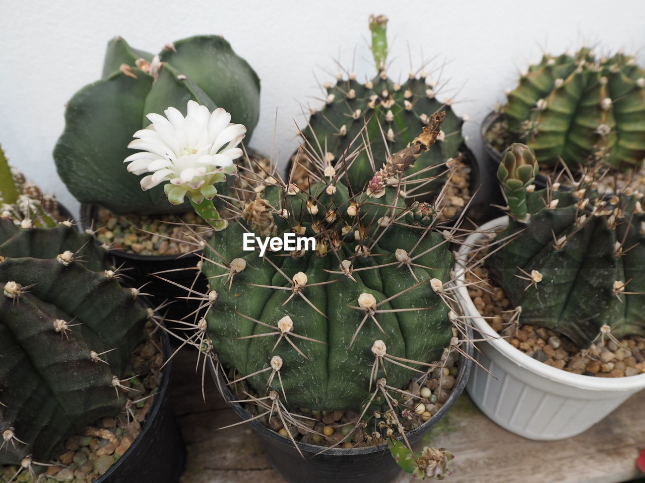 HIGH ANGLE VIEW OF POTTED CACTUS FLOWER POT