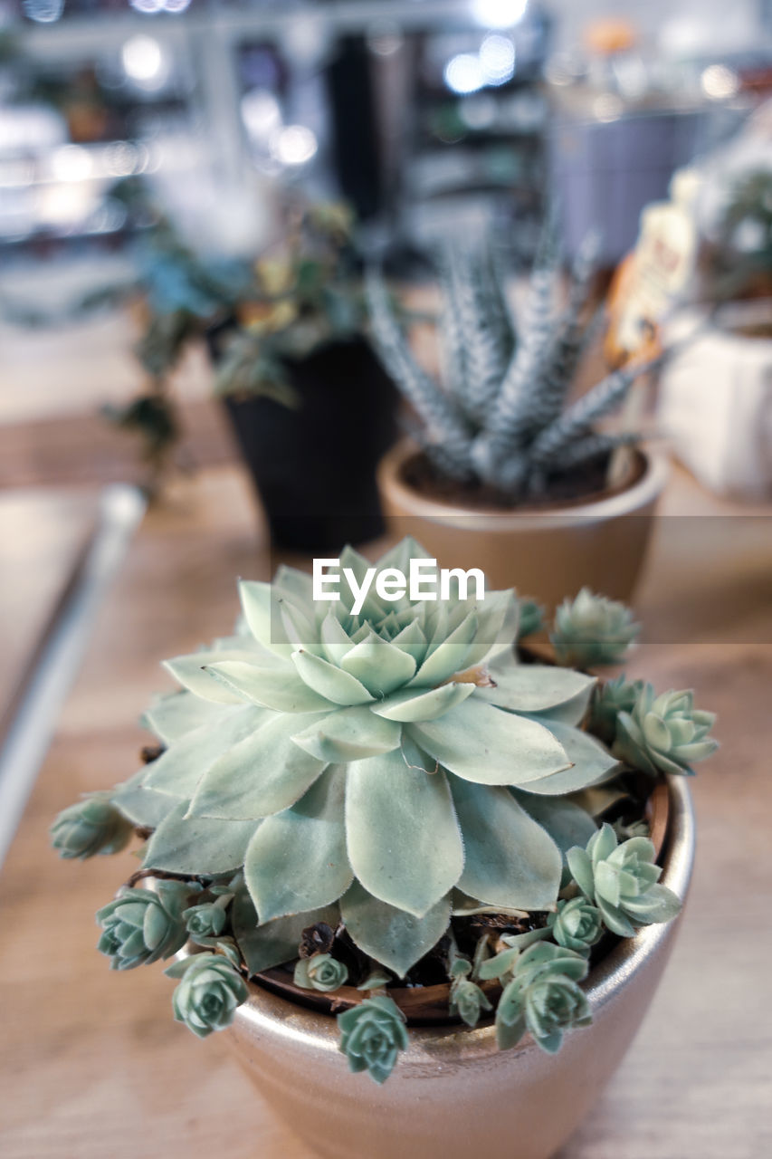 Close-up of succulent plant on table