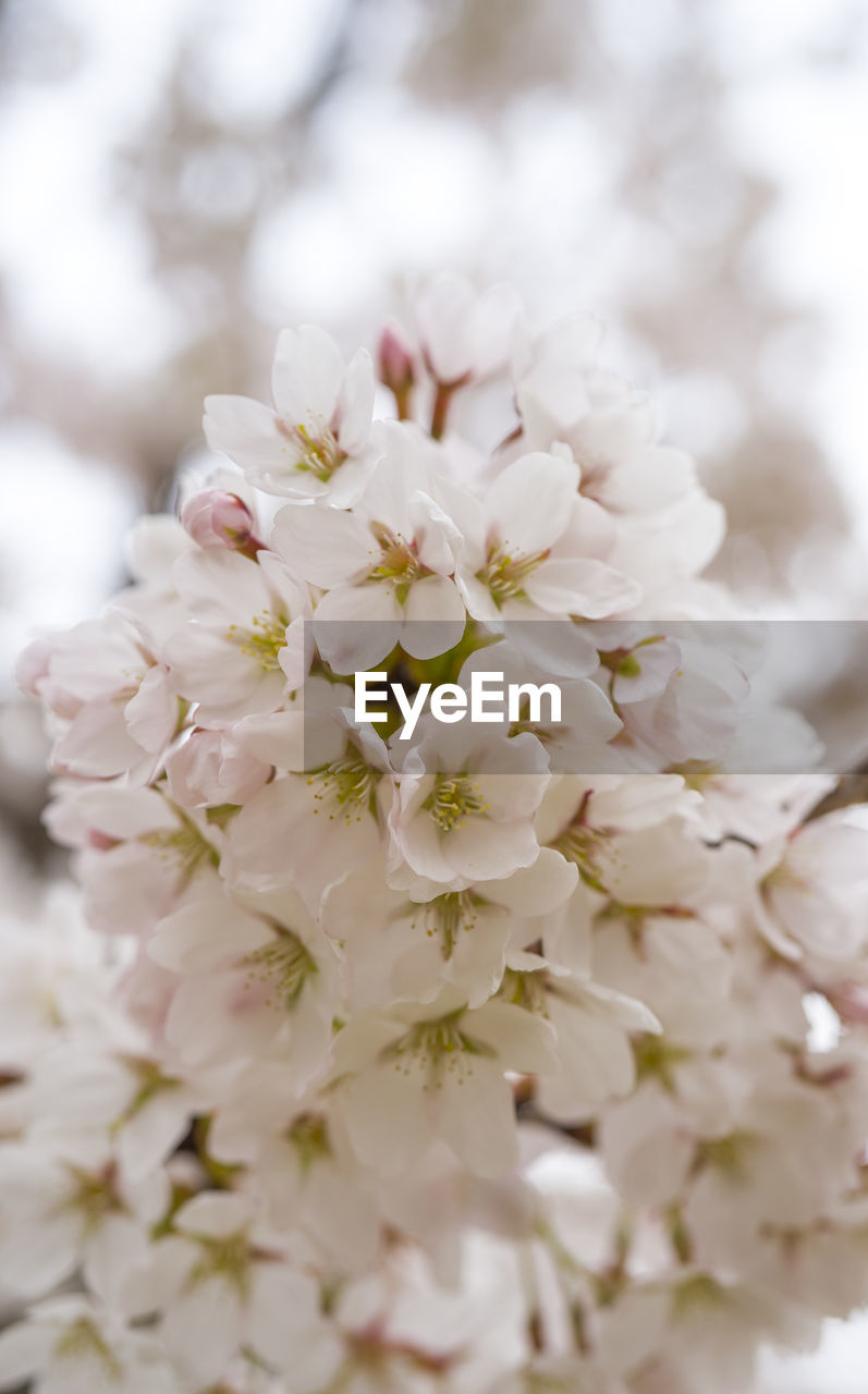 CLOSE-UP OF WHITE CHERRY BLOSSOMS