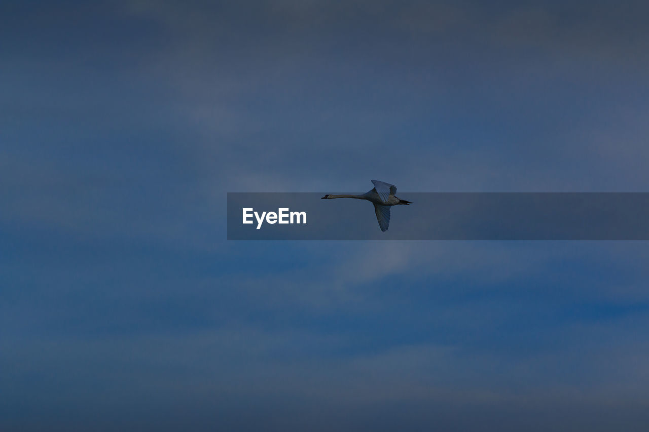 LOW ANGLE VIEW OF SEAGULLS FLYING