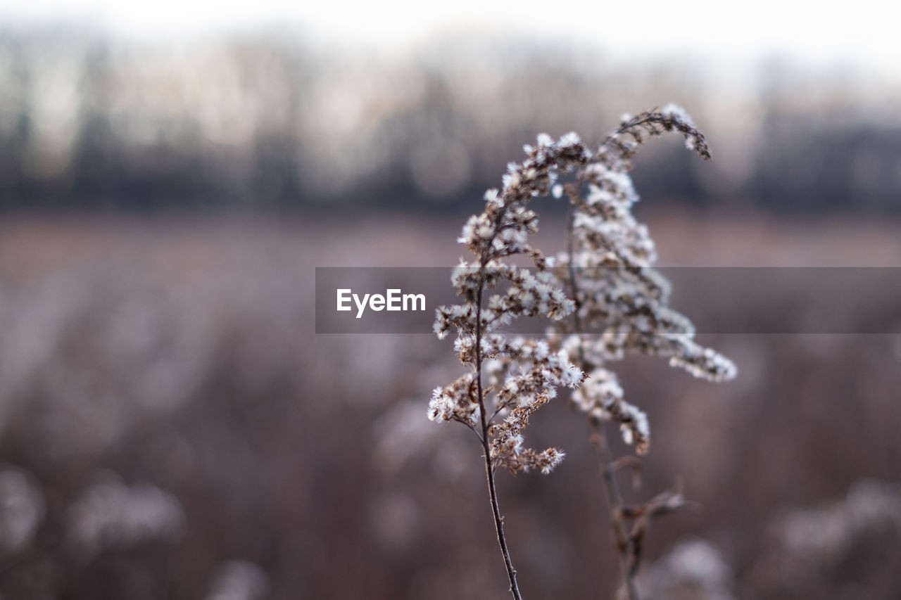 Close-up of frozen plant