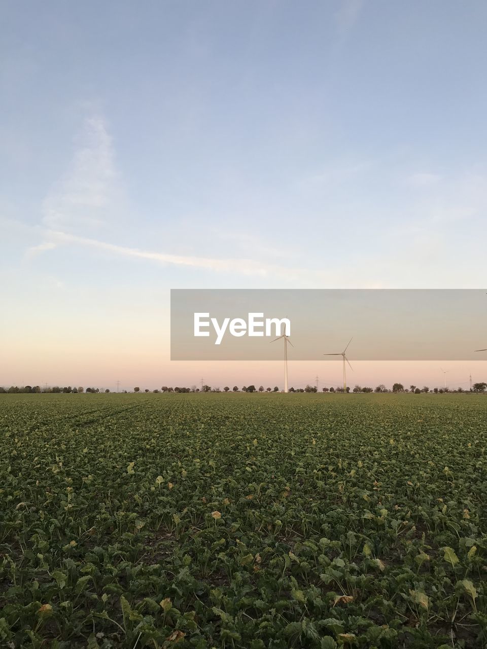 FIELD AGAINST SKY DURING SUNSET