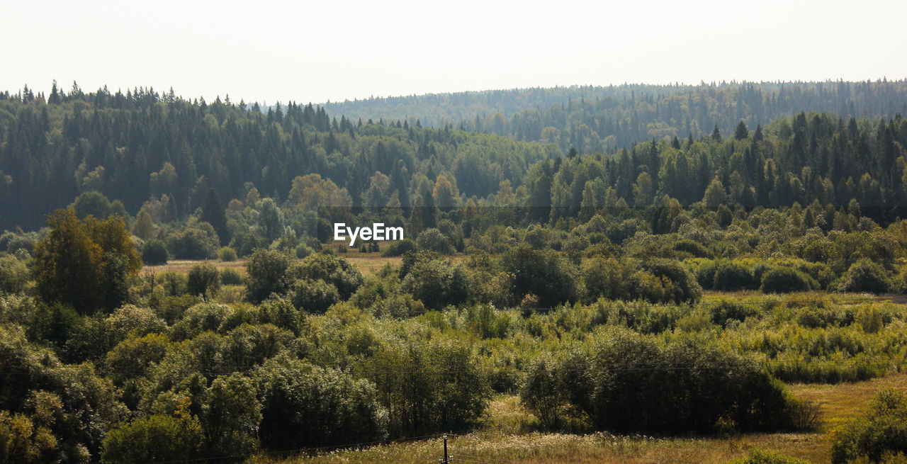 PINE TREES IN FOREST