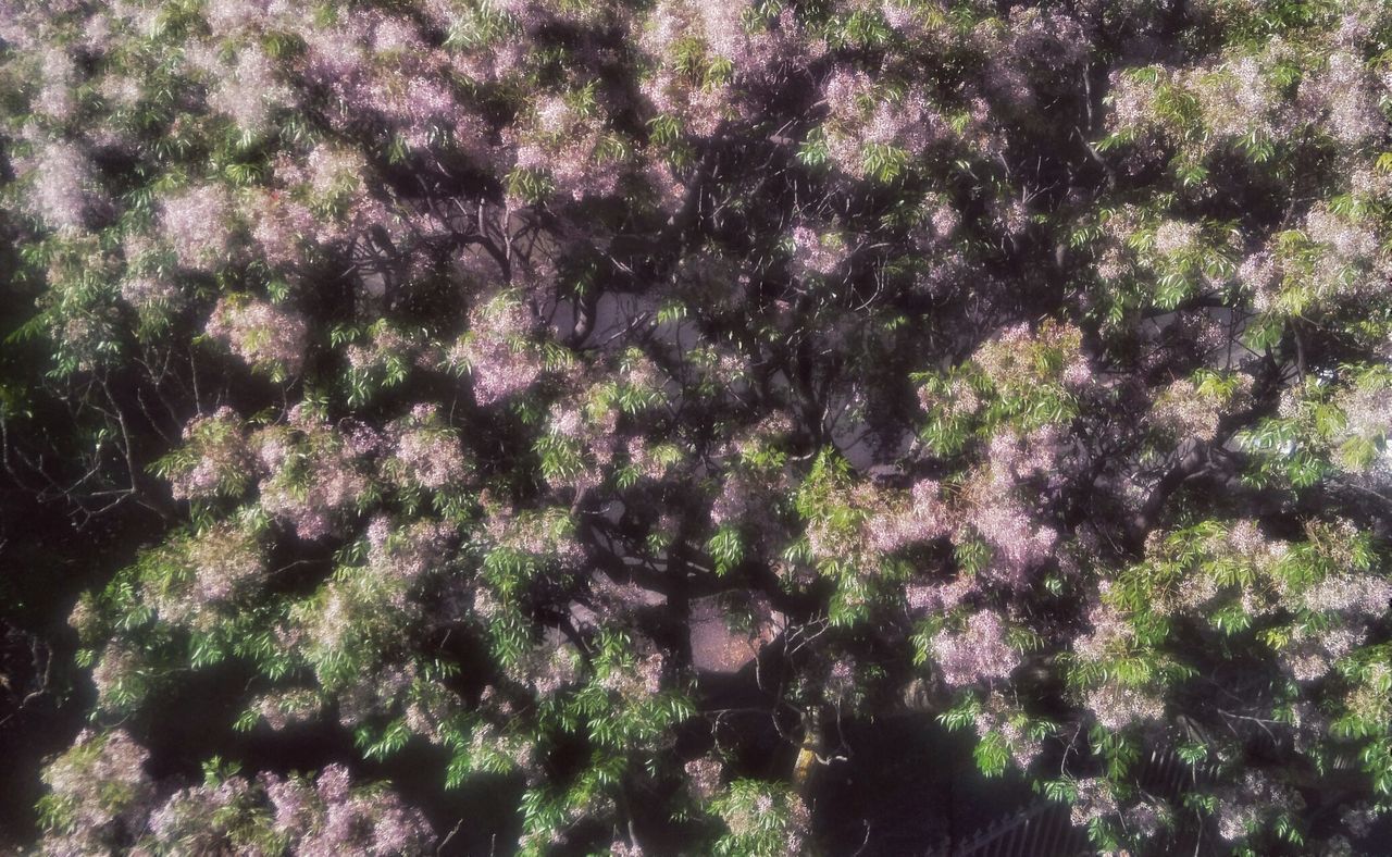 FULL FRAME SHOT OF FLOWERS GROWING ON TREE
