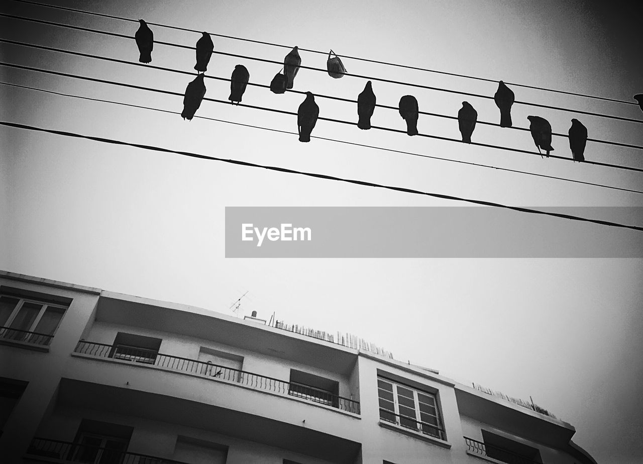 Low angle view of birds perching on power lines