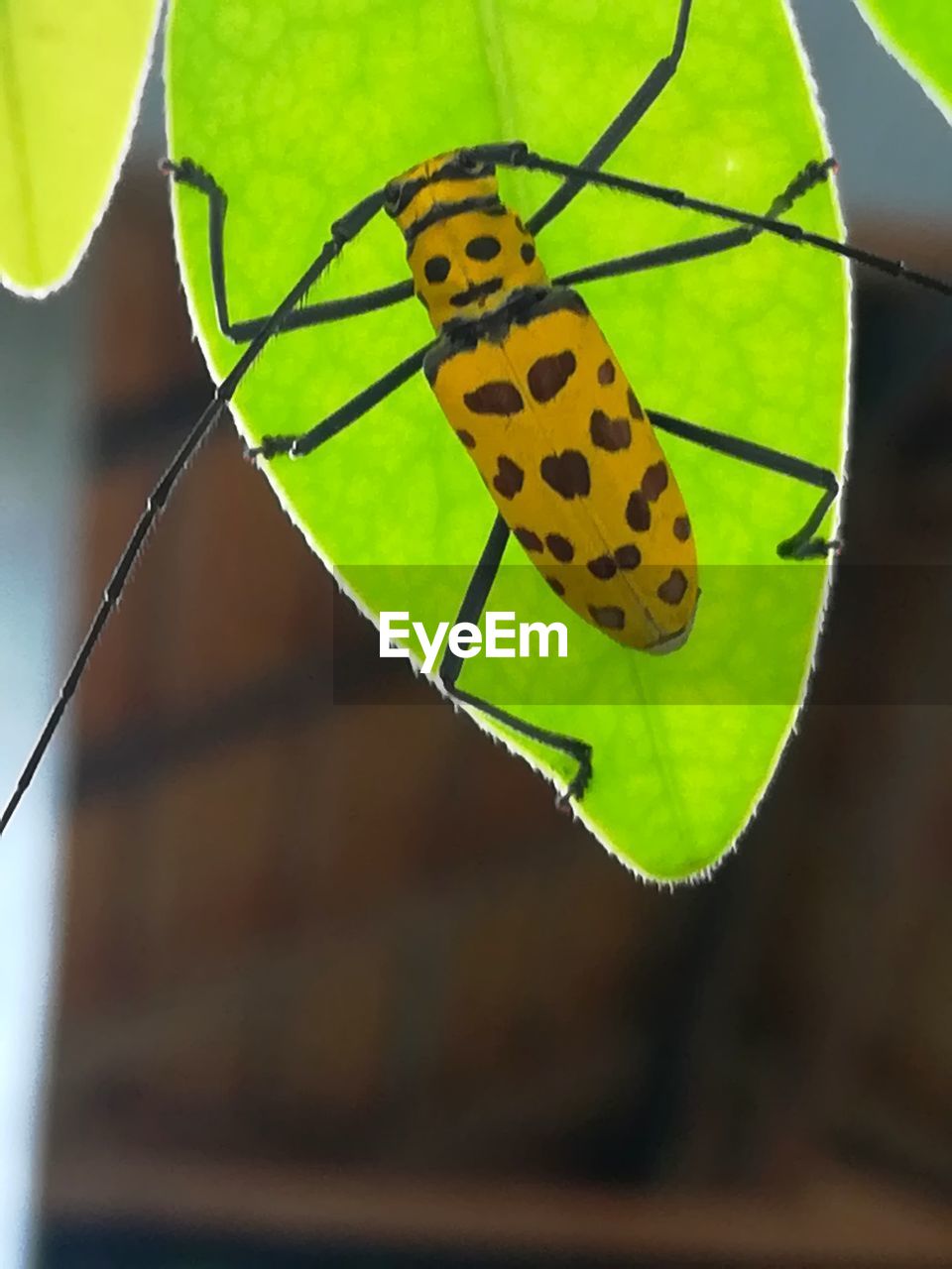 CLOSE-UP OF BUTTERFLY ON PLANT