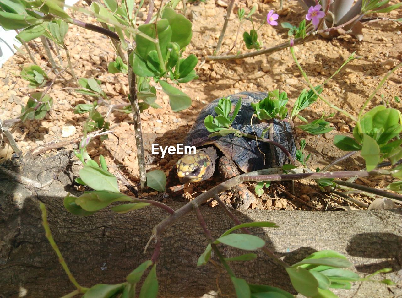 CLOSE-UP OF SNAKE ON FIELD