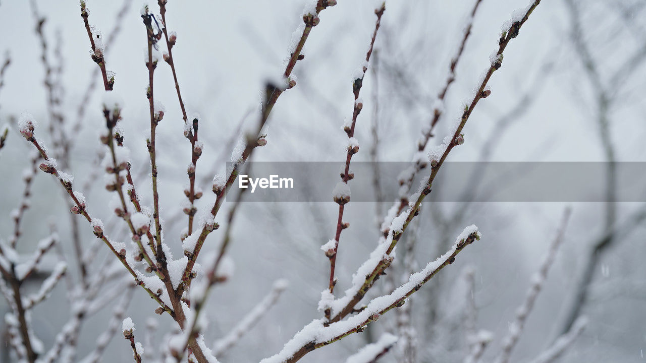 winter, frost, freezing, snow, branch, twig, cold temperature, plant, nature, tree, ice, no people, beauty in nature, spring, day, focus on foreground, leaf, frozen, close-up, outdoors, tranquility, plant stem, environment, growth, white, selective focus