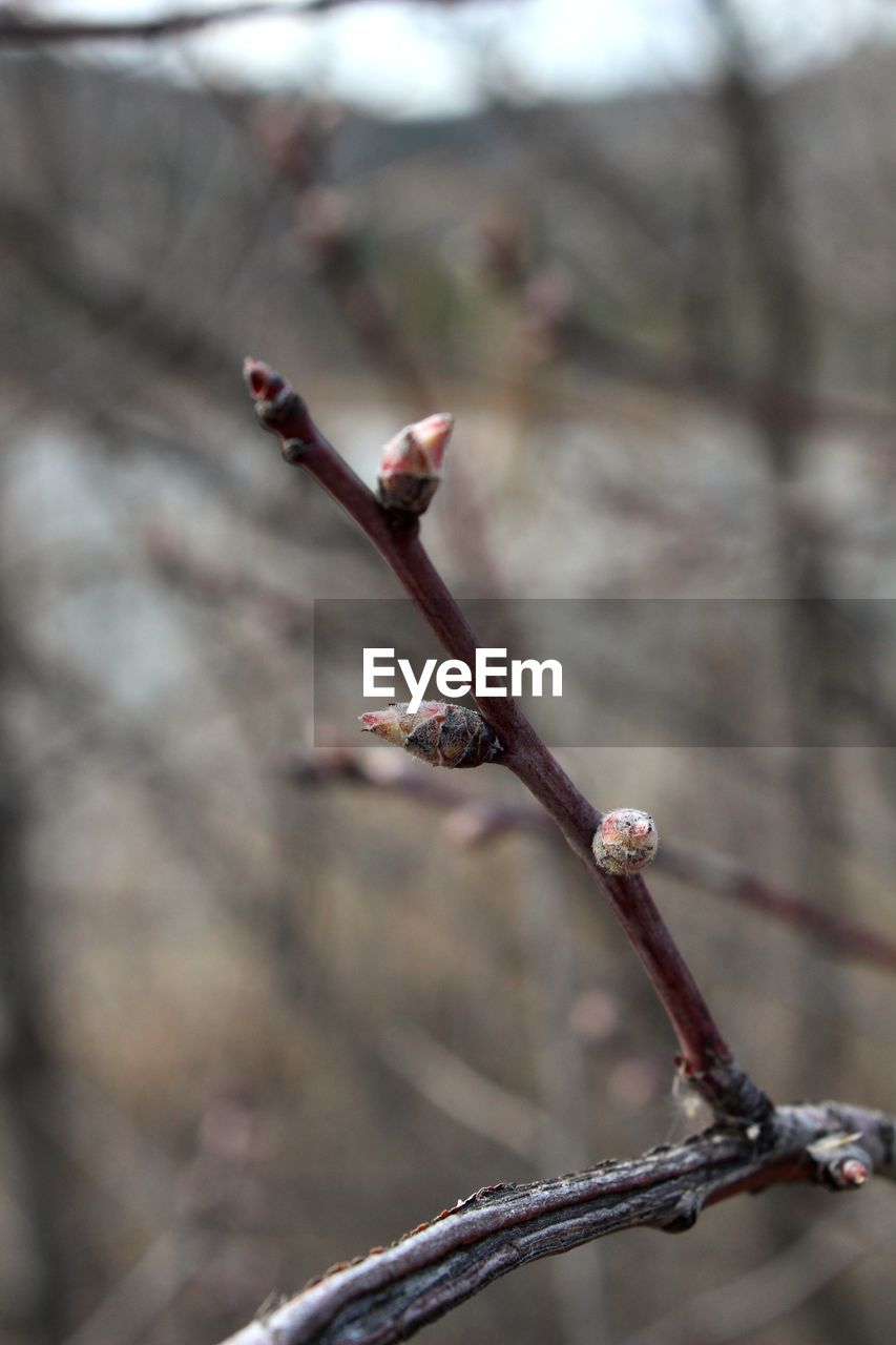 CLOSE-UP OF BUDS ON BRANCH