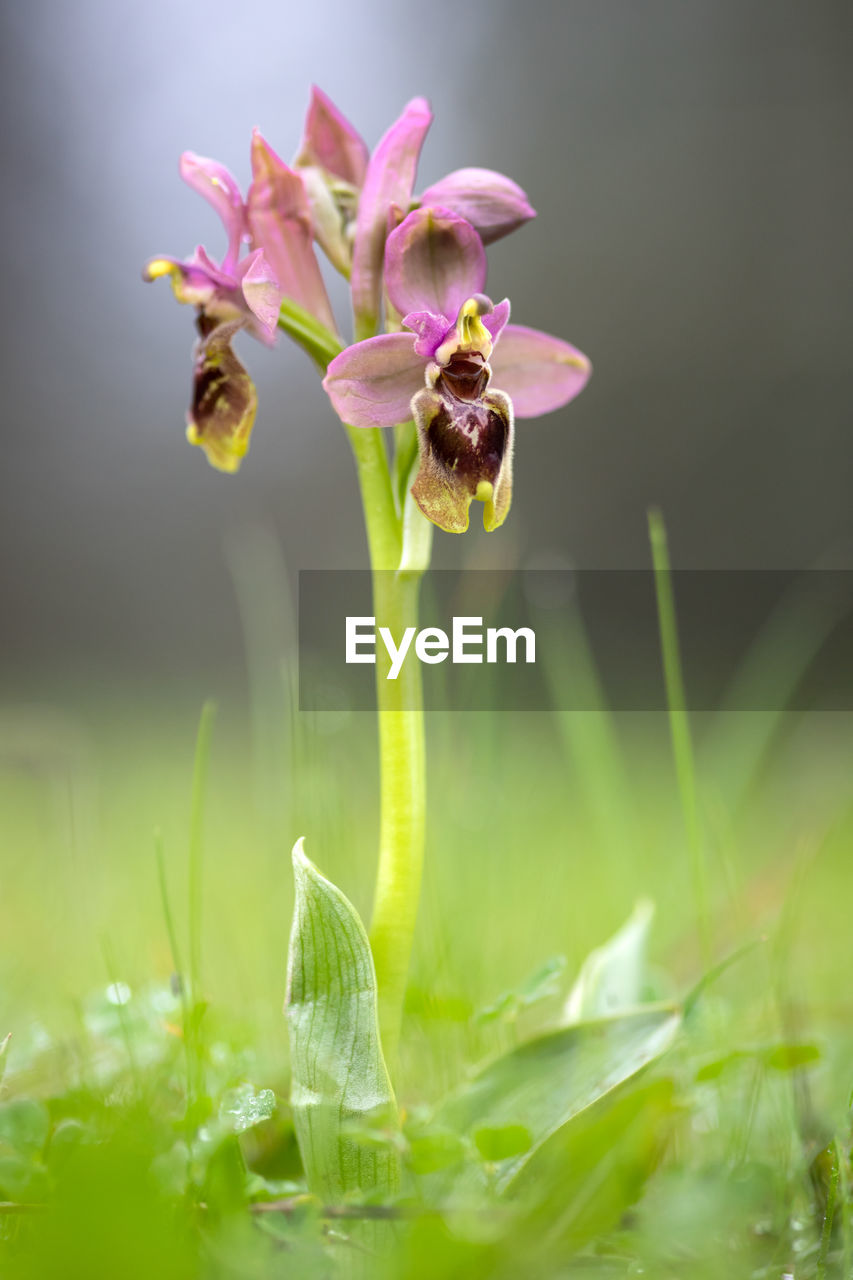 CLOSE-UP OF PURPLE FLOWERING PLANTS ON LAND