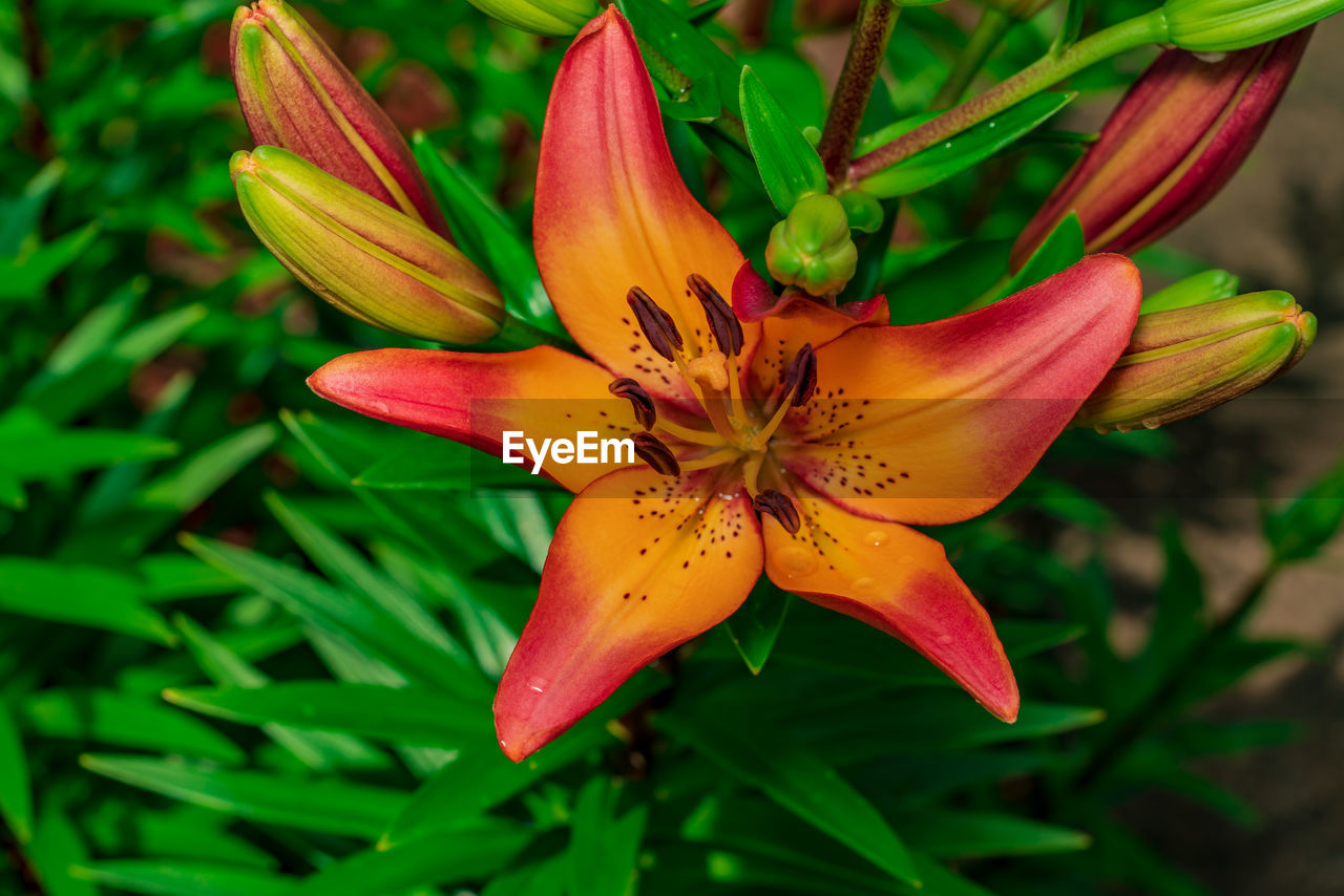 CLOSE-UP OF YELLOW LILY BLOOMING IN PLANT