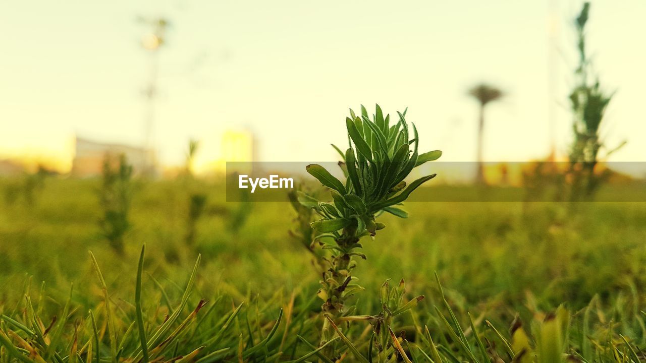 CLOSE-UP OF FRESH GREEN PLANT IN FIELD