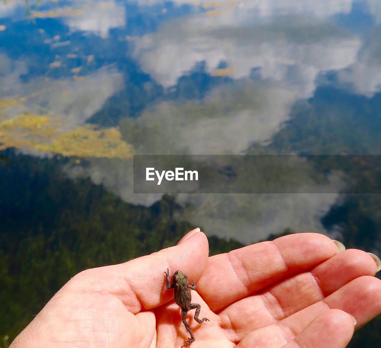 Cropped image of hand holding little frog against sky