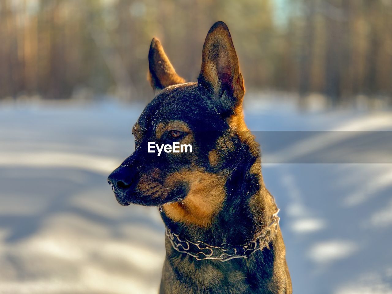 CLOSE-UP OF DOG LOOKING AWAY DURING WINTER