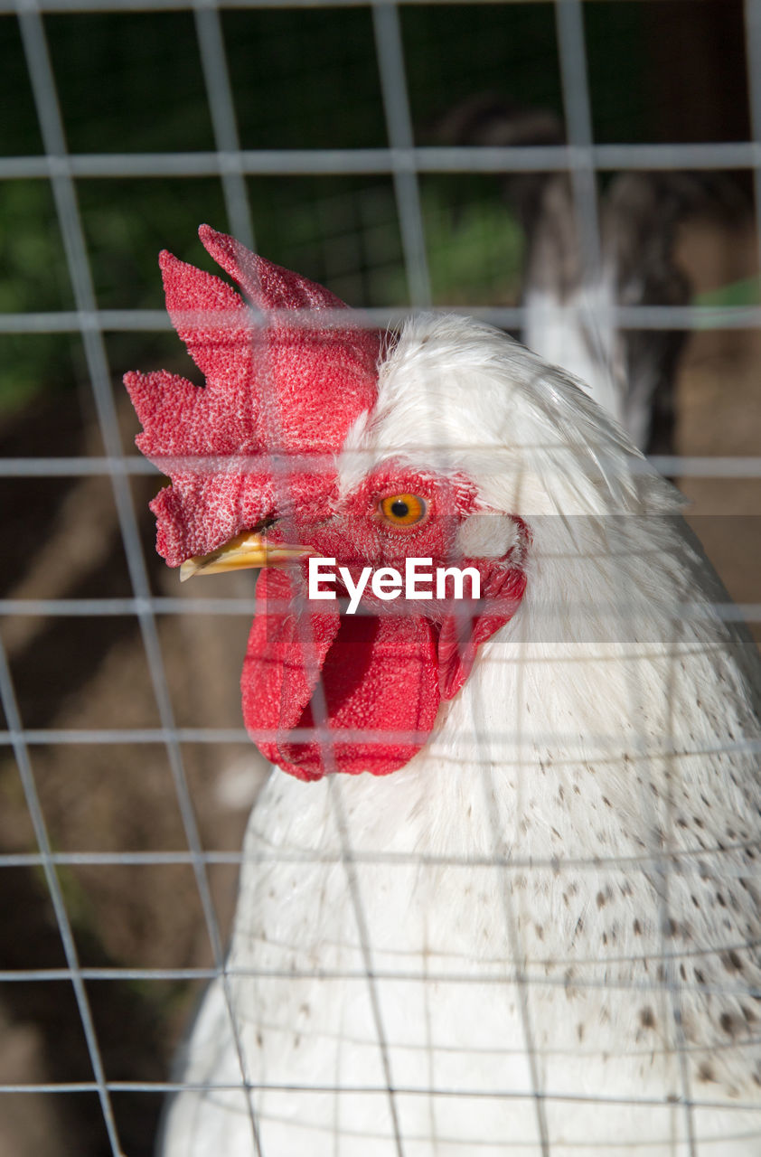 CLOSE-UP OF ROOSTER IN CAGE AT YARD