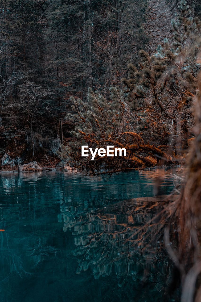 Reflection of trees on river in forest