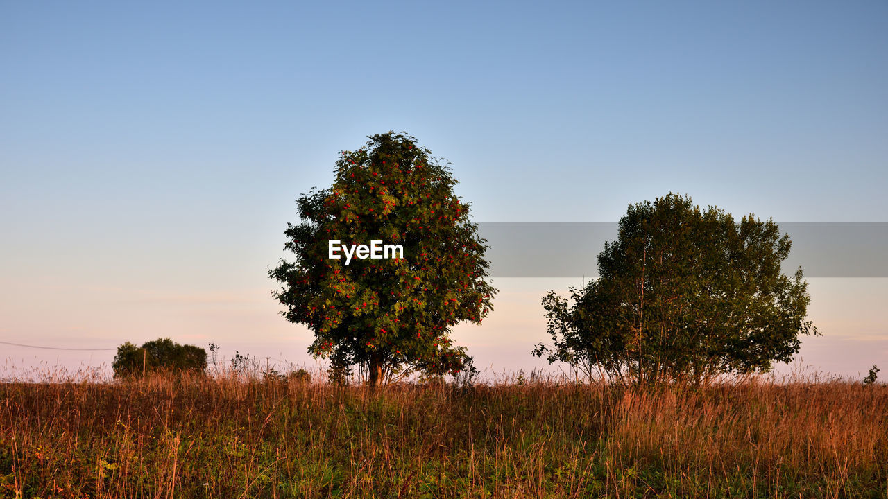 TREES ON FIELD AGAINST SKY