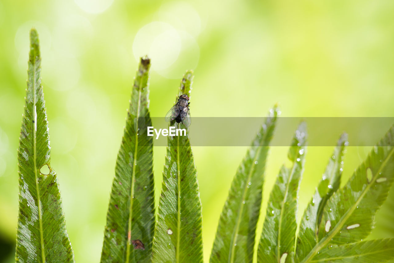 Close-up of fly on plant