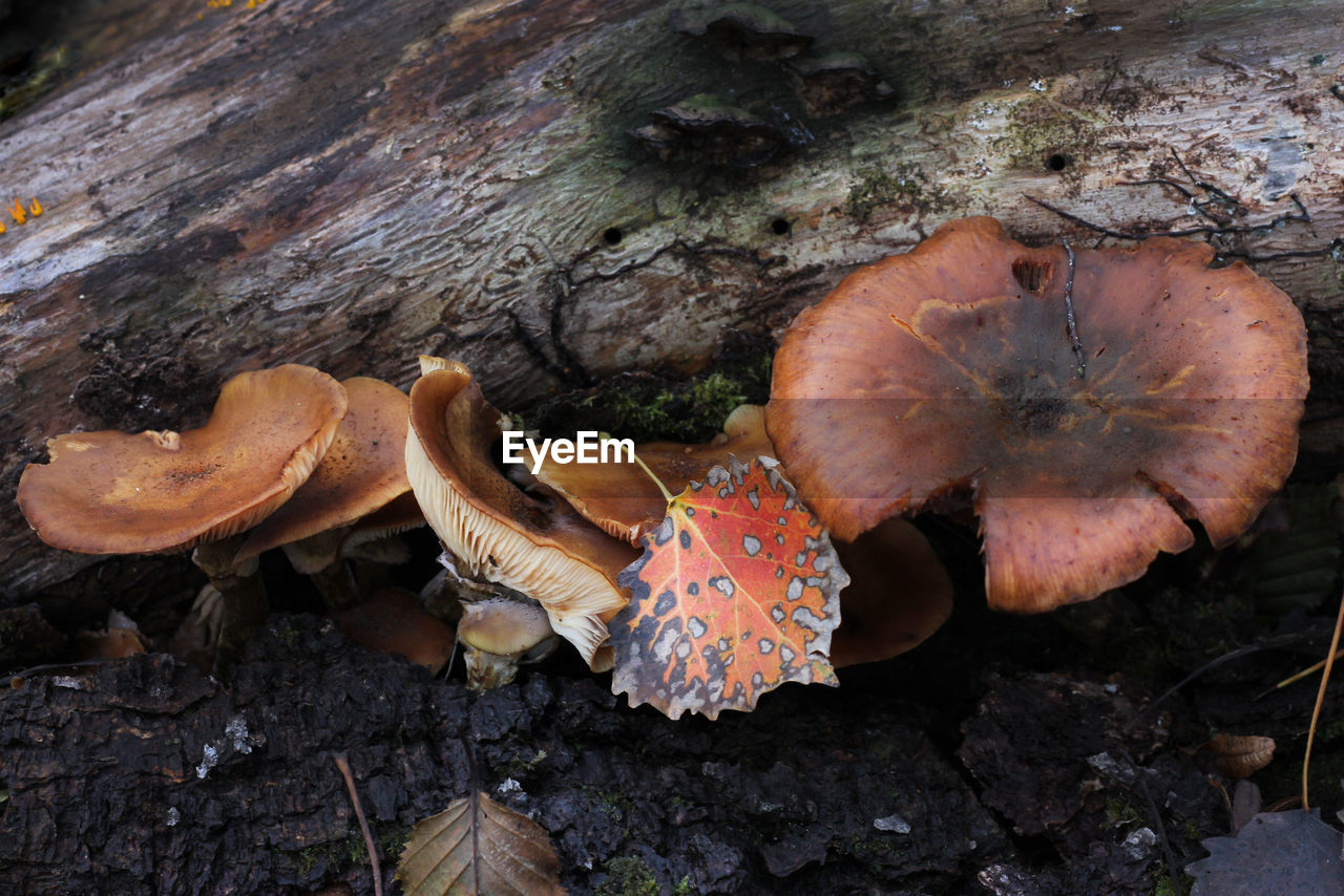 HIGH ANGLE VIEW OF MUSHROOMS ON FIELD