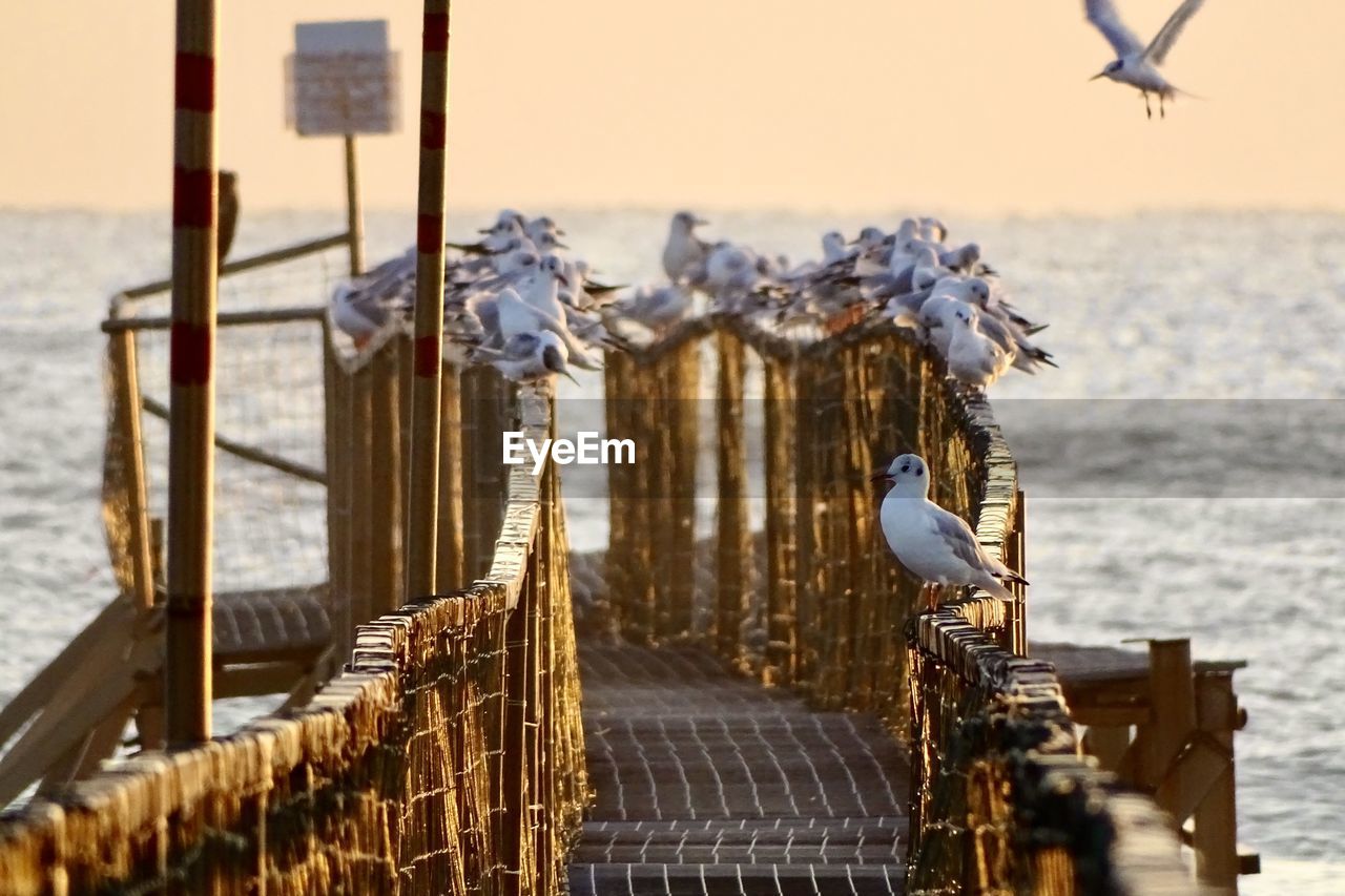 Low angle view of seagulls on pier