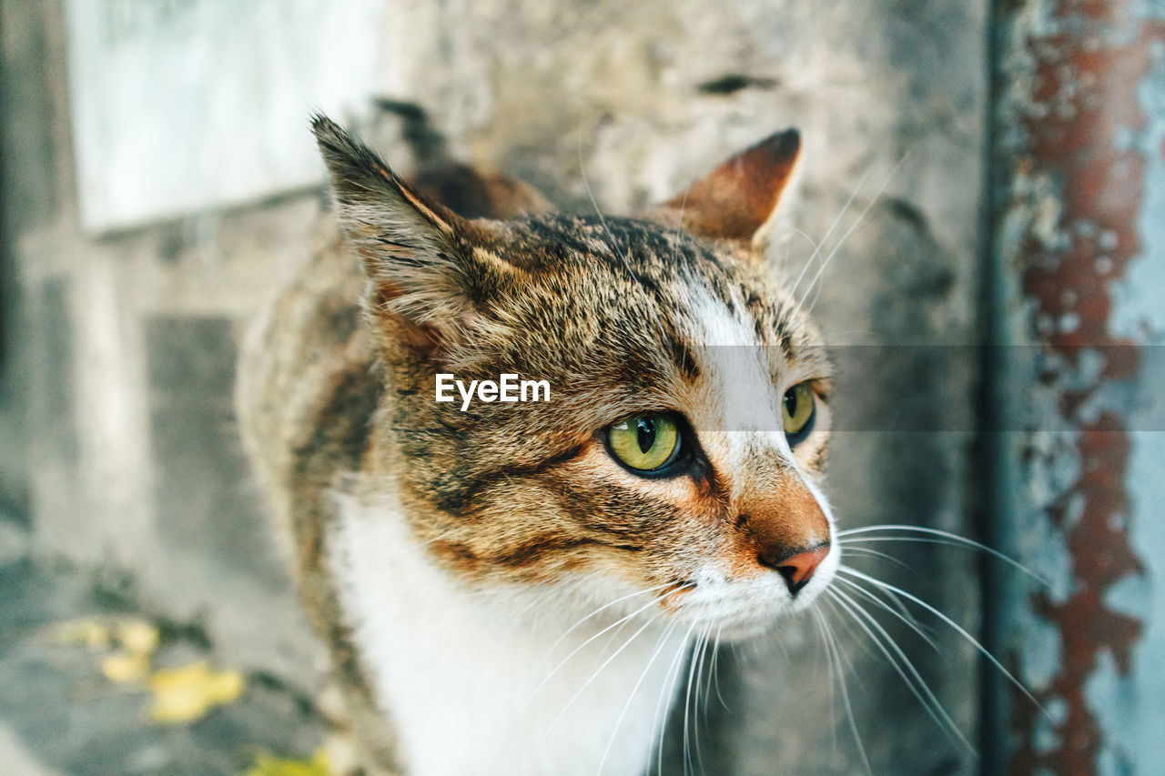 White brown street cat is roaming around the corner of the city street.