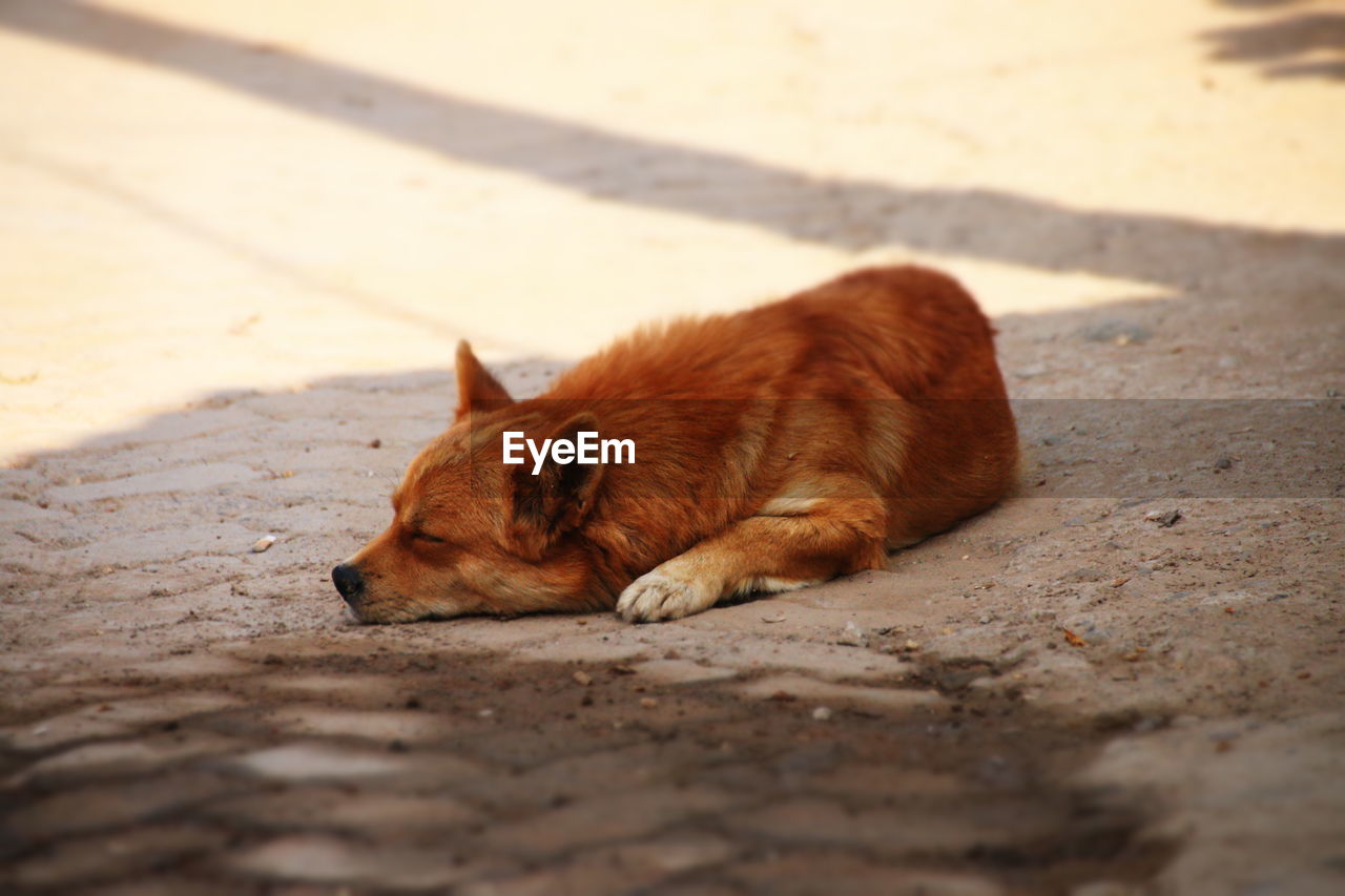 Fox sleeping on ground