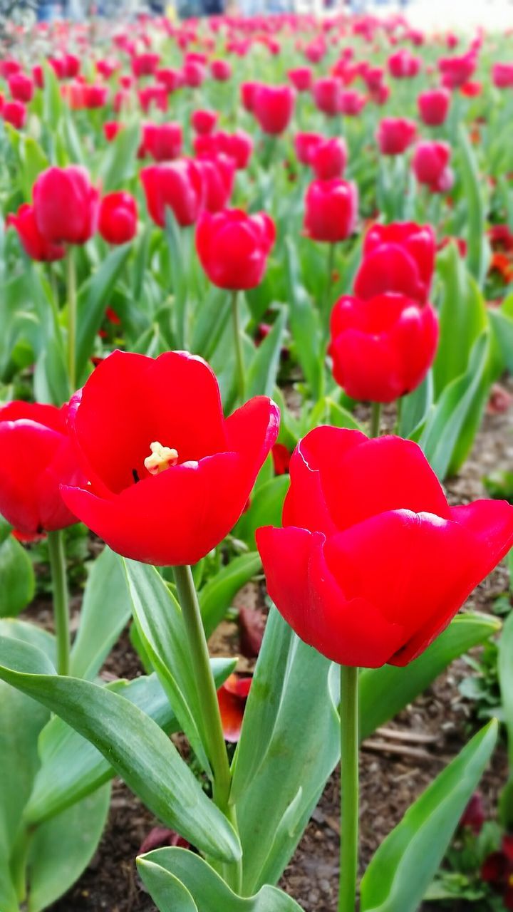 CLOSE-UP OF RED TULIPS BLOOMING ON FIELD