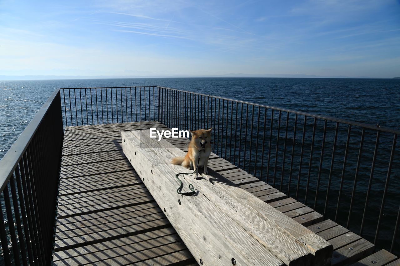 View of dog by lake against sky