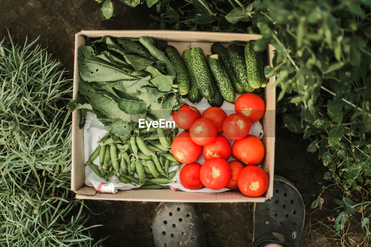 High angle view of tomatoes in basket