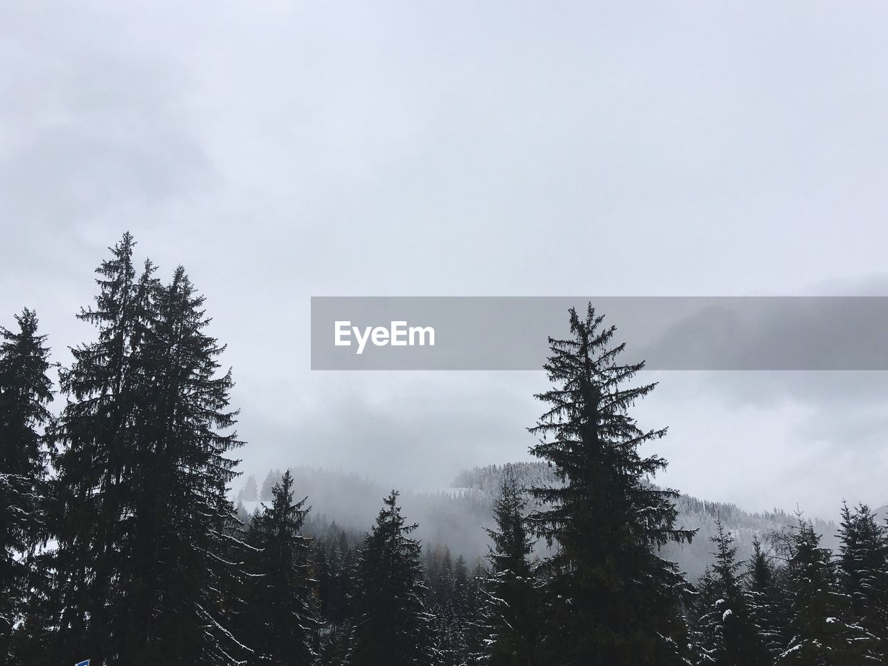 Low angle view of trees against sky