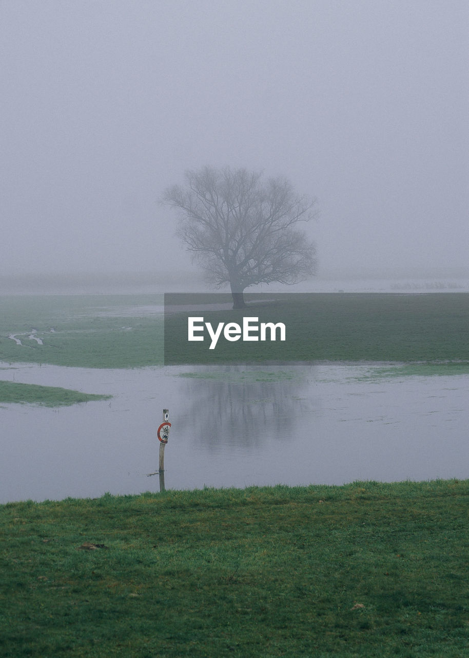 Tree growing on wetland during foggy weather