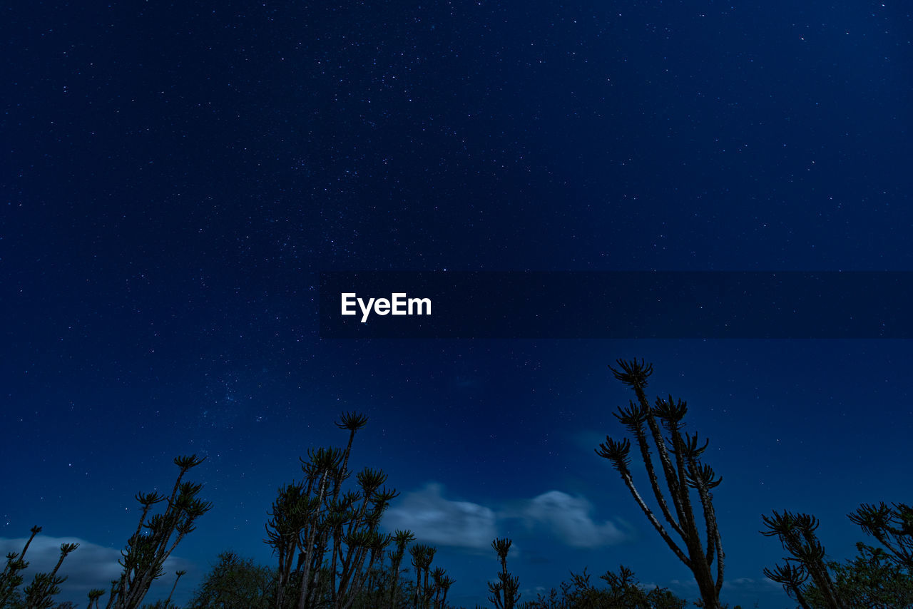 low angle view of silhouette tree against sky at night